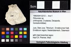 Foto (Objket + Etiketten) von Pithonoton sp. 